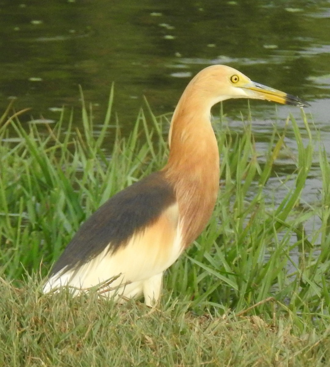 Javan Pond-Heron - ML148225031