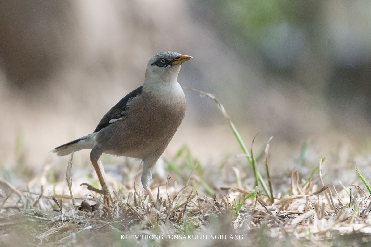 Vinous-breasted Myna - Khemthong Tonsakulrungruang