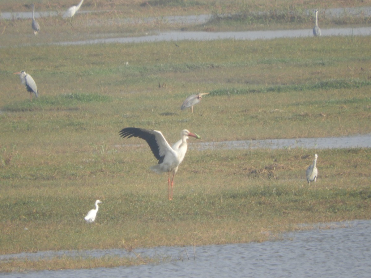 White Stork - ML148232171