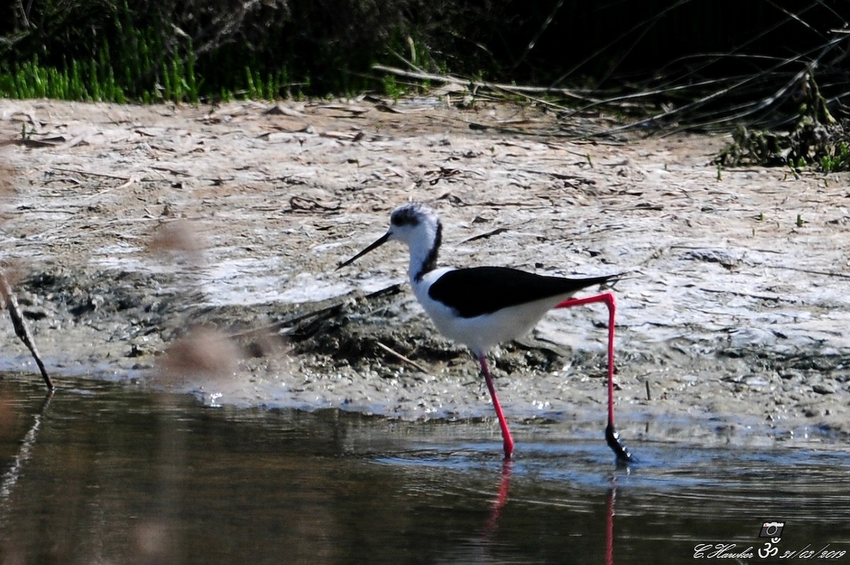 Black-winged Stilt - Carl  Hawker