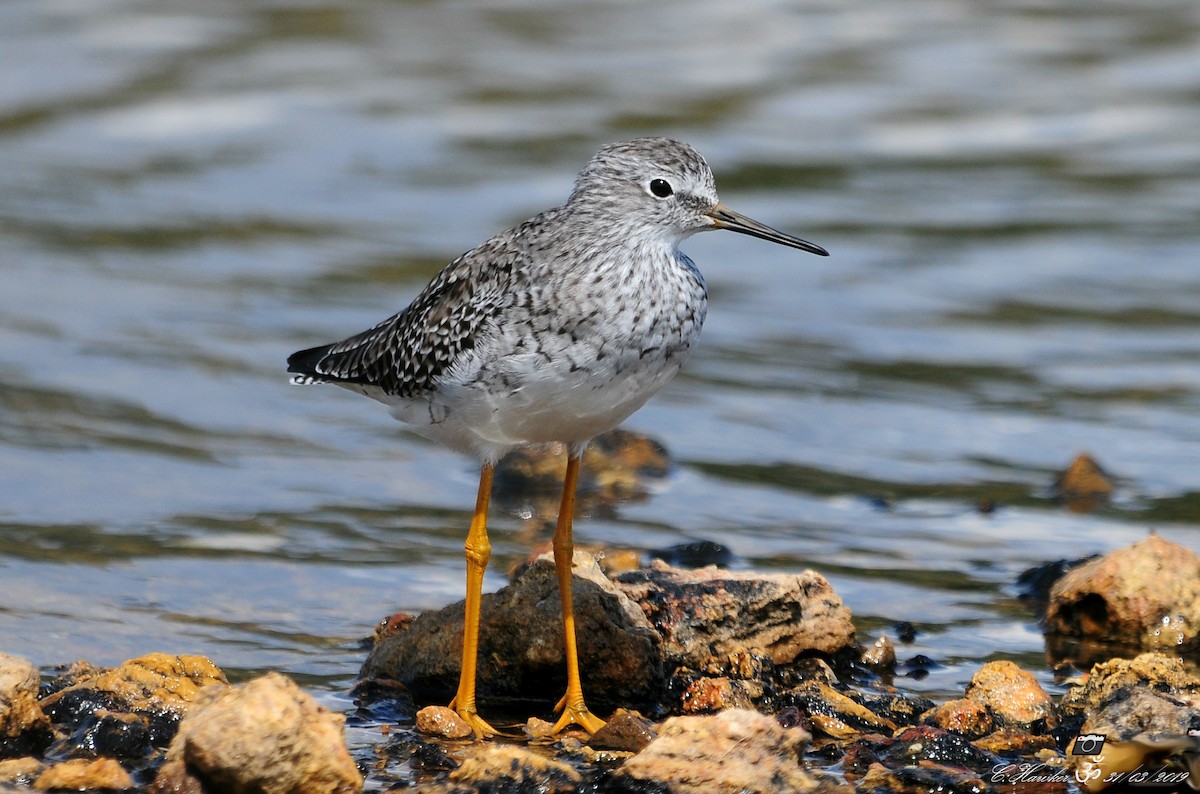 Lesser Yellowlegs - Carl  Hawker