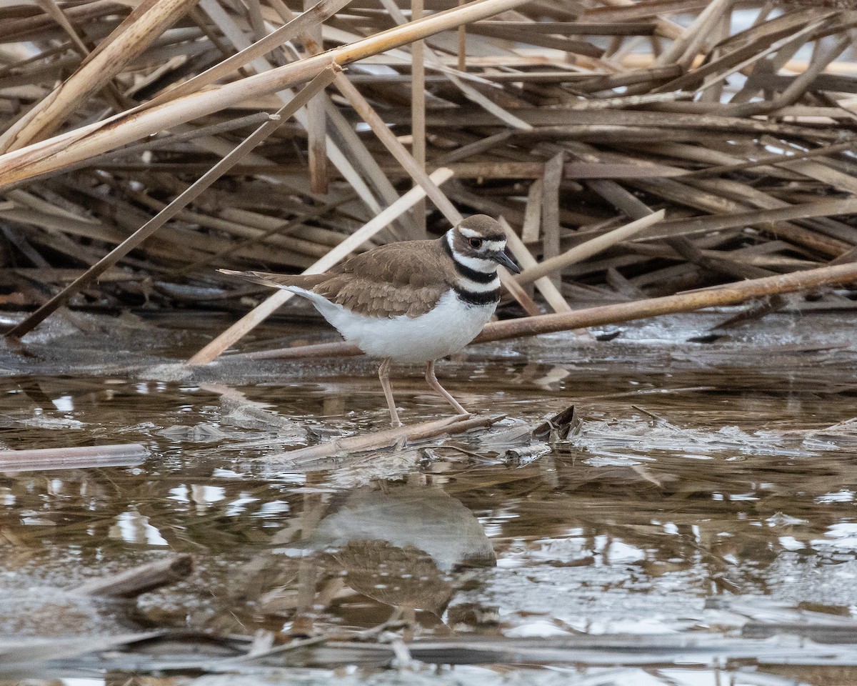 Killdeer - ML148233451