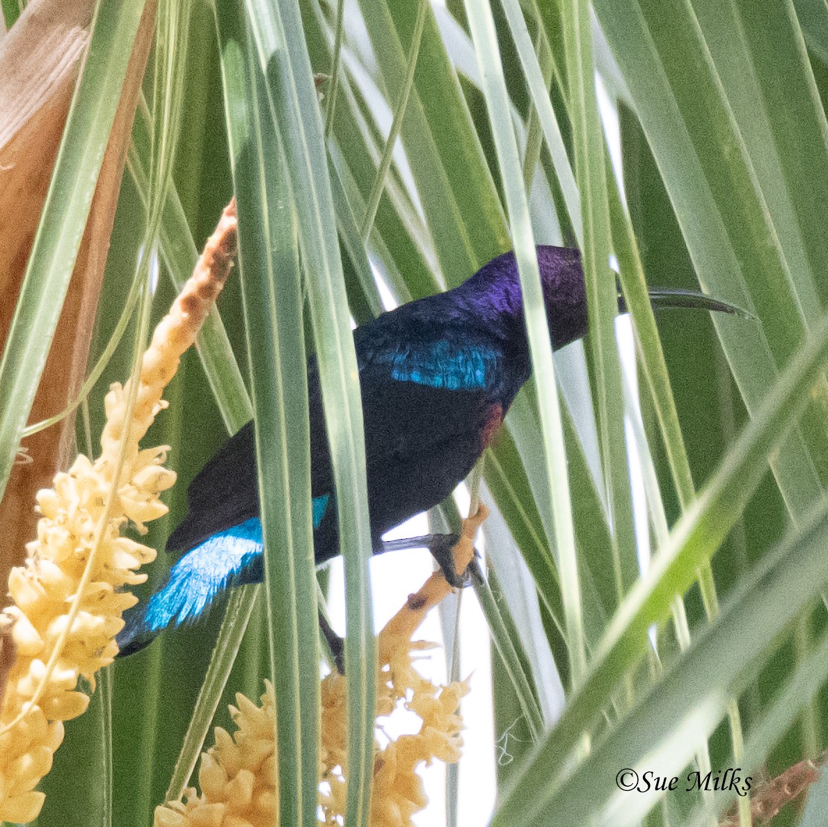 Splendid Sunbird - ML148233931