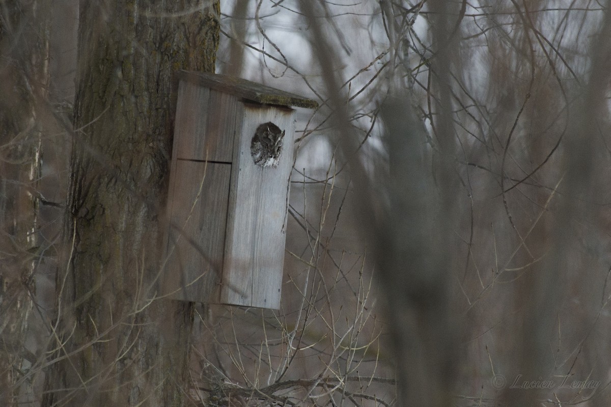 Eastern Screech-Owl - ML148235071