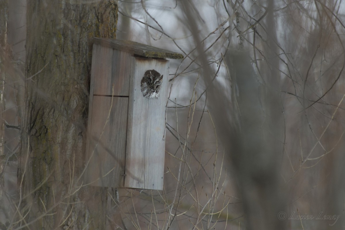 Eastern Screech-Owl - ML148235081