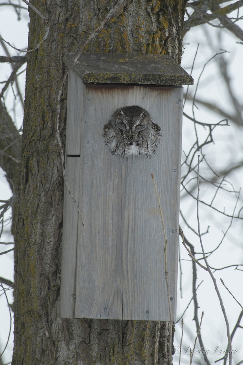 Eastern Screech-Owl - ML148235121