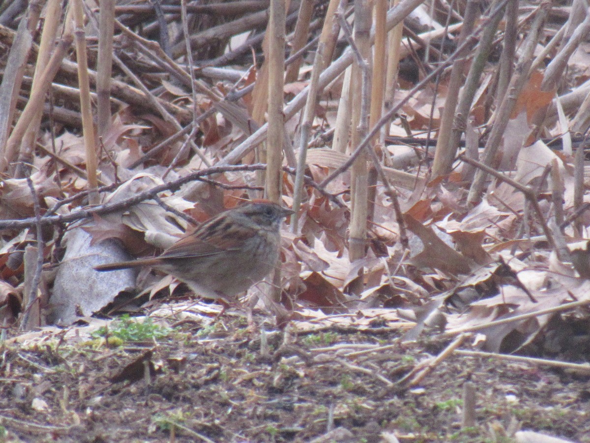 Swamp Sparrow - John Coyle