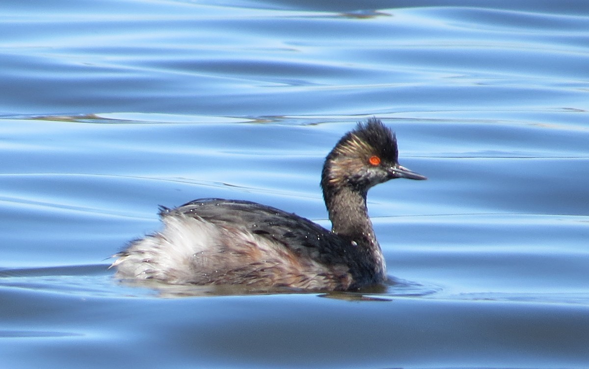 Eared Grebe - ML148236081