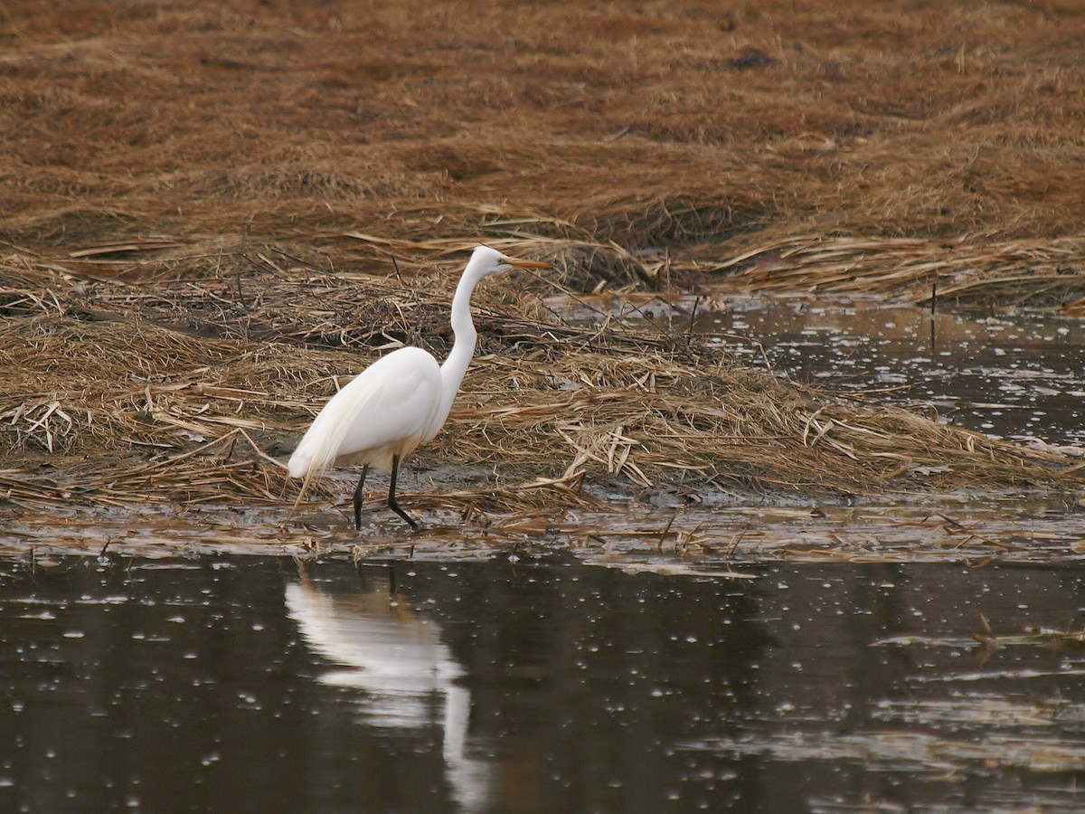 Great Egret - Bill Bunn