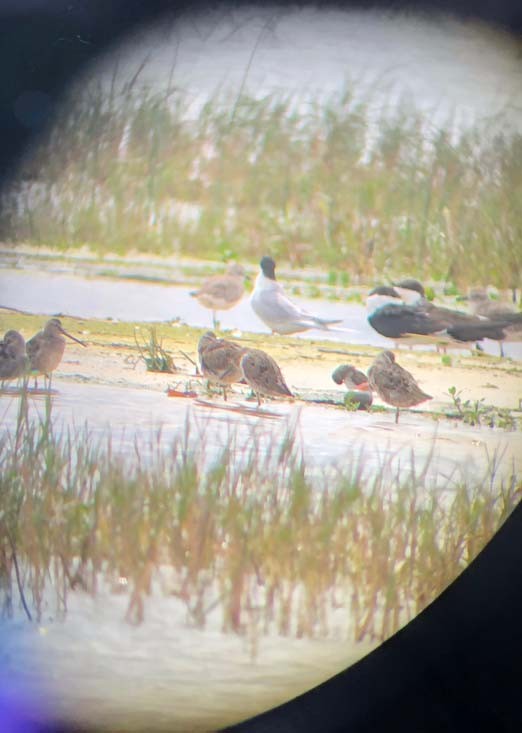 Black-bellied Plover - ML148238191