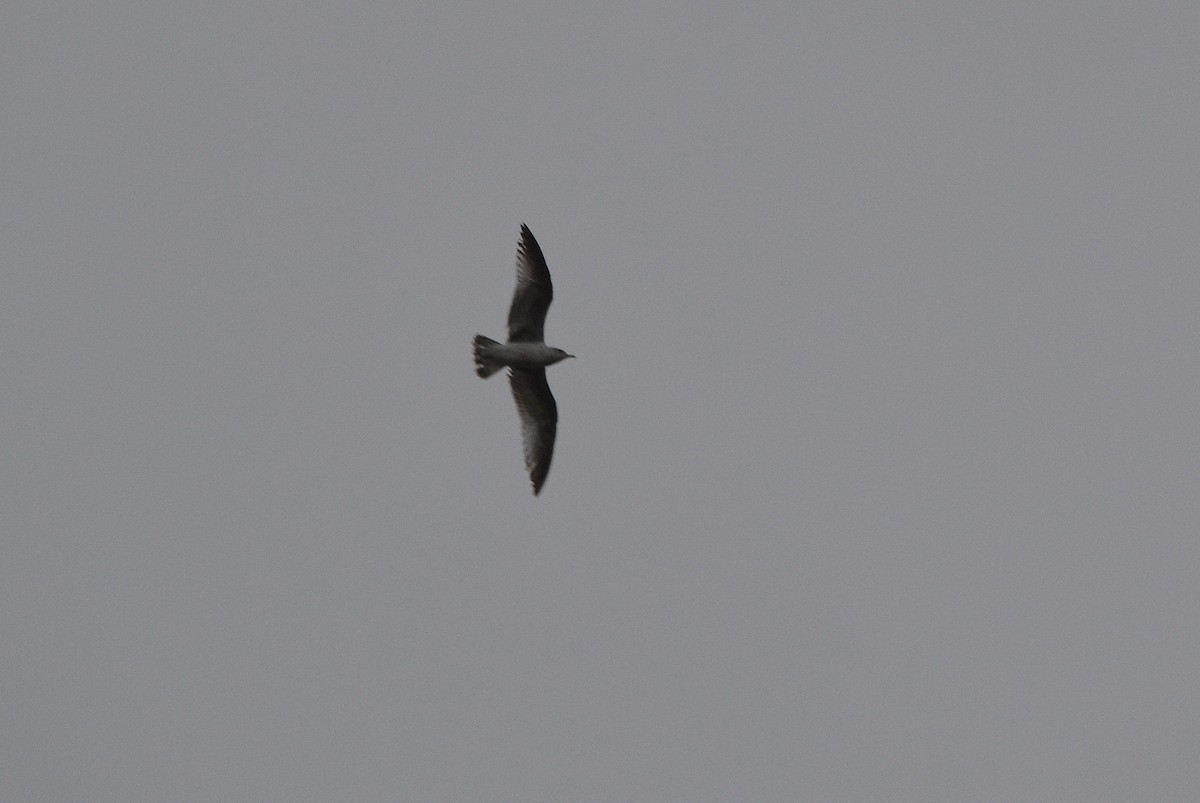 Great Black-backed Gull - ML148238881