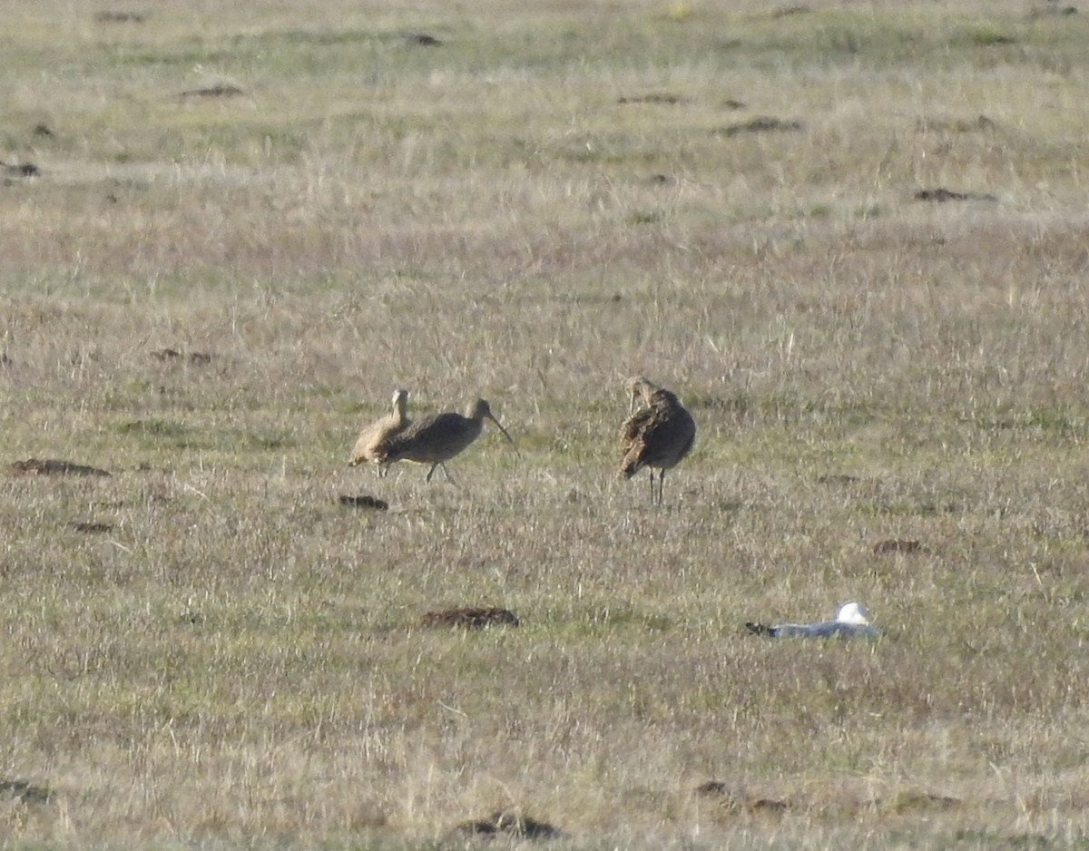 Long-billed Curlew - ML148239121