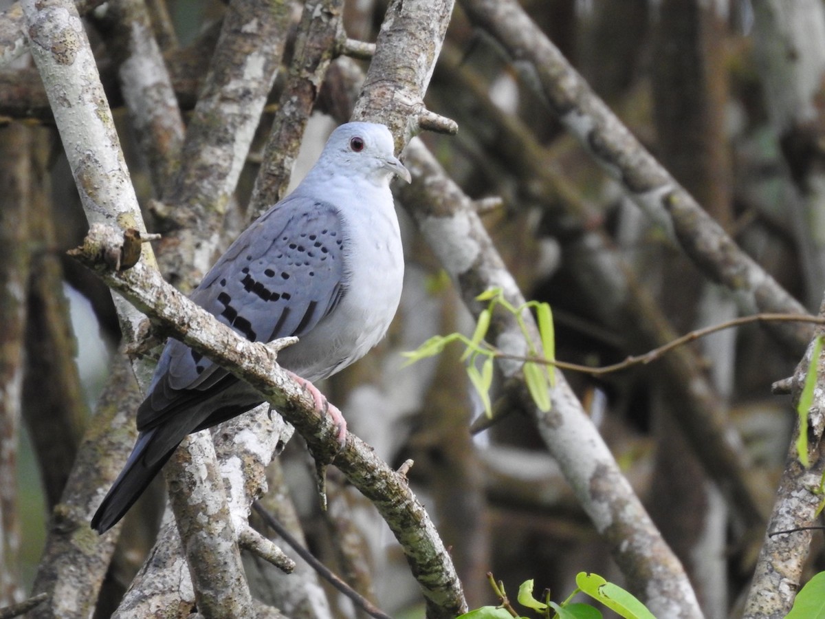 Blue Ground Dove - ML148239141