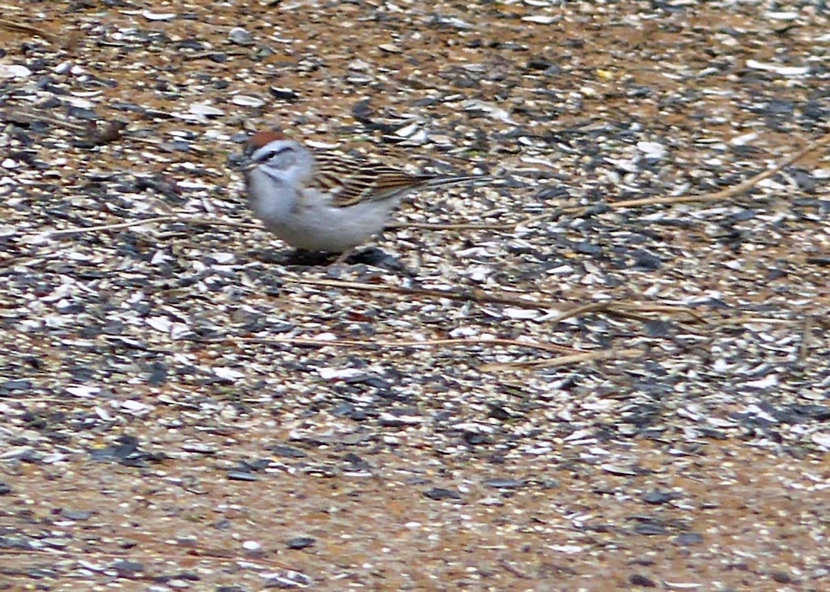 Chipping Sparrow - Chris Kirmaier