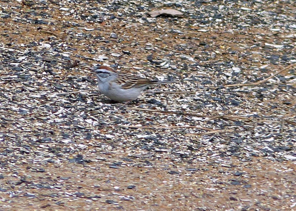 Chipping Sparrow - ML148240651