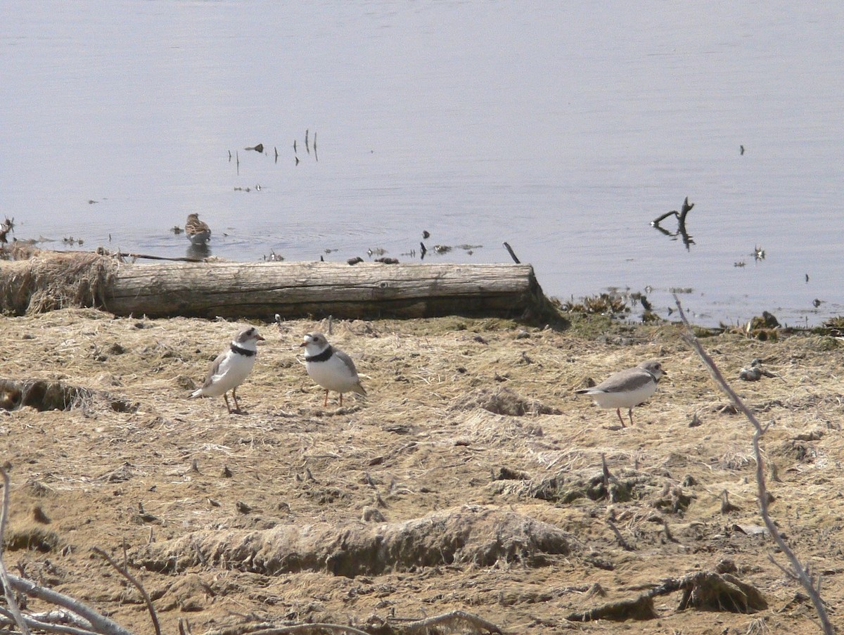 Piping Plover - ML148240801