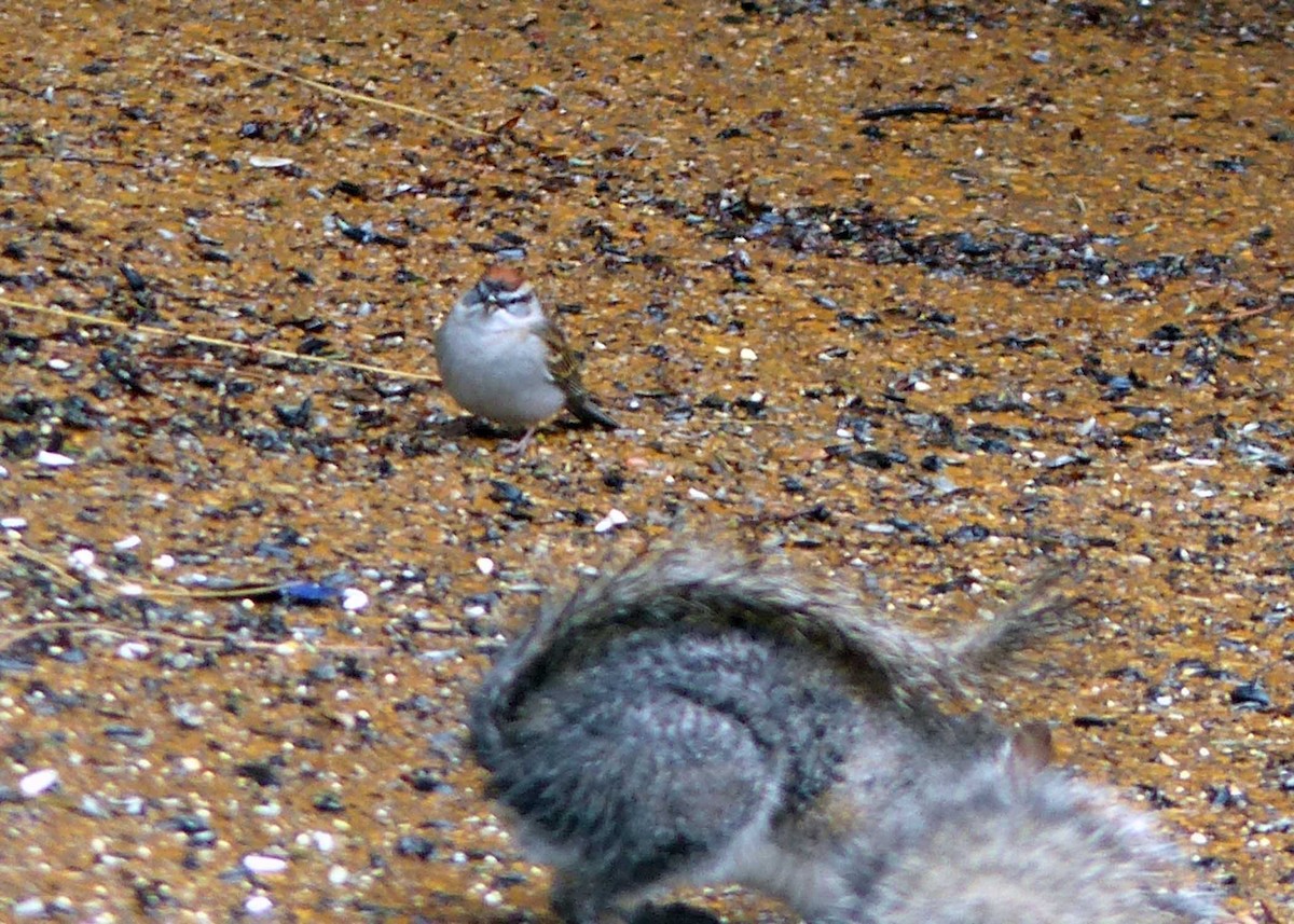 Chipping Sparrow - ML148242491