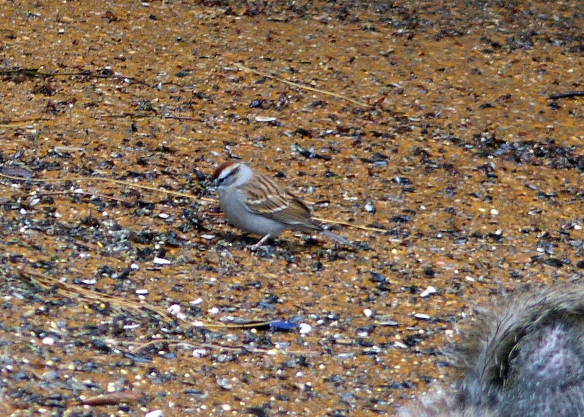 Chipping Sparrow - Chris Kirmaier