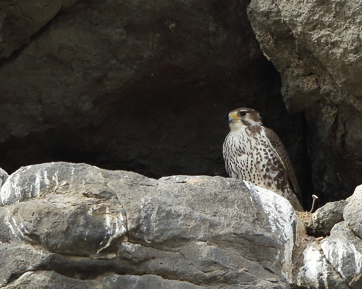 Prairie Falcon - ML148244721