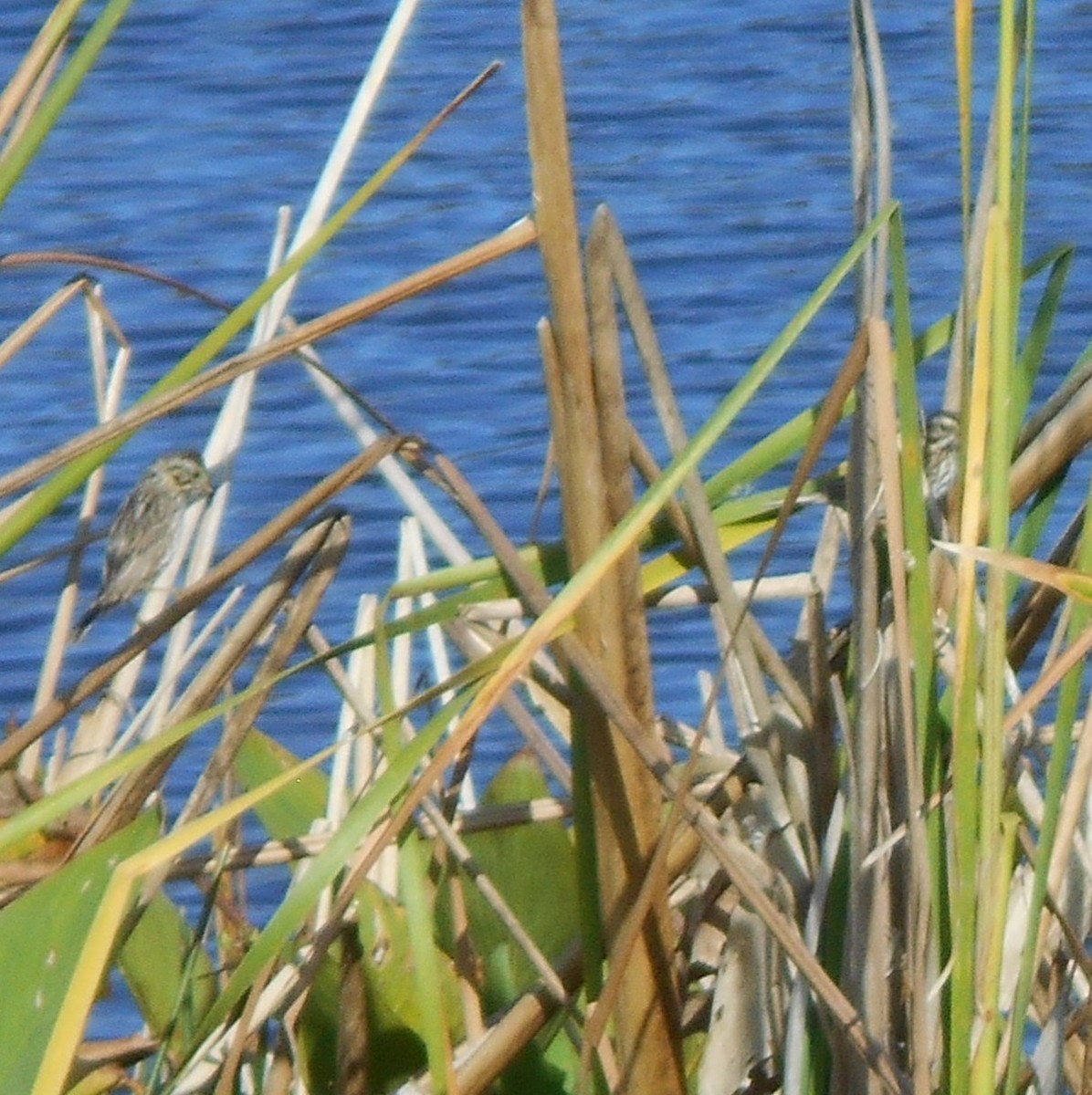 Savannah Sparrow - ML148245261