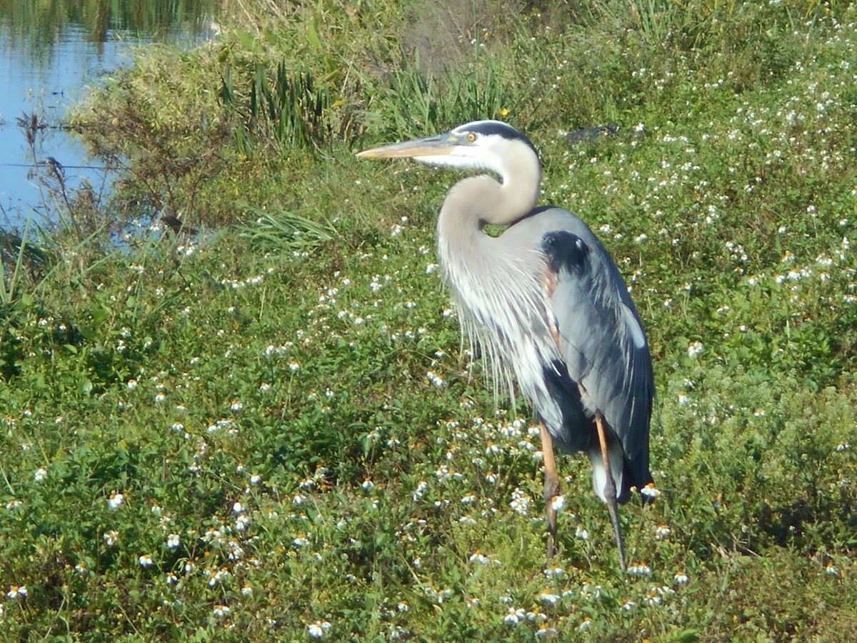 Great Blue Heron - ML148245731