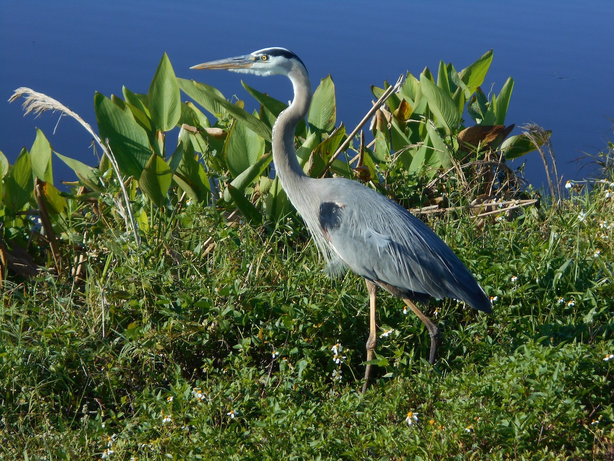 Great Blue Heron - Sharon Buck