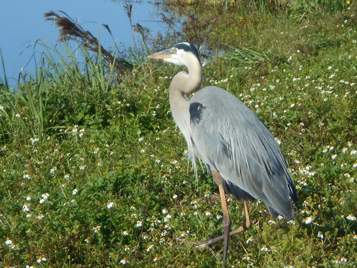 Great Blue Heron - ML148245751