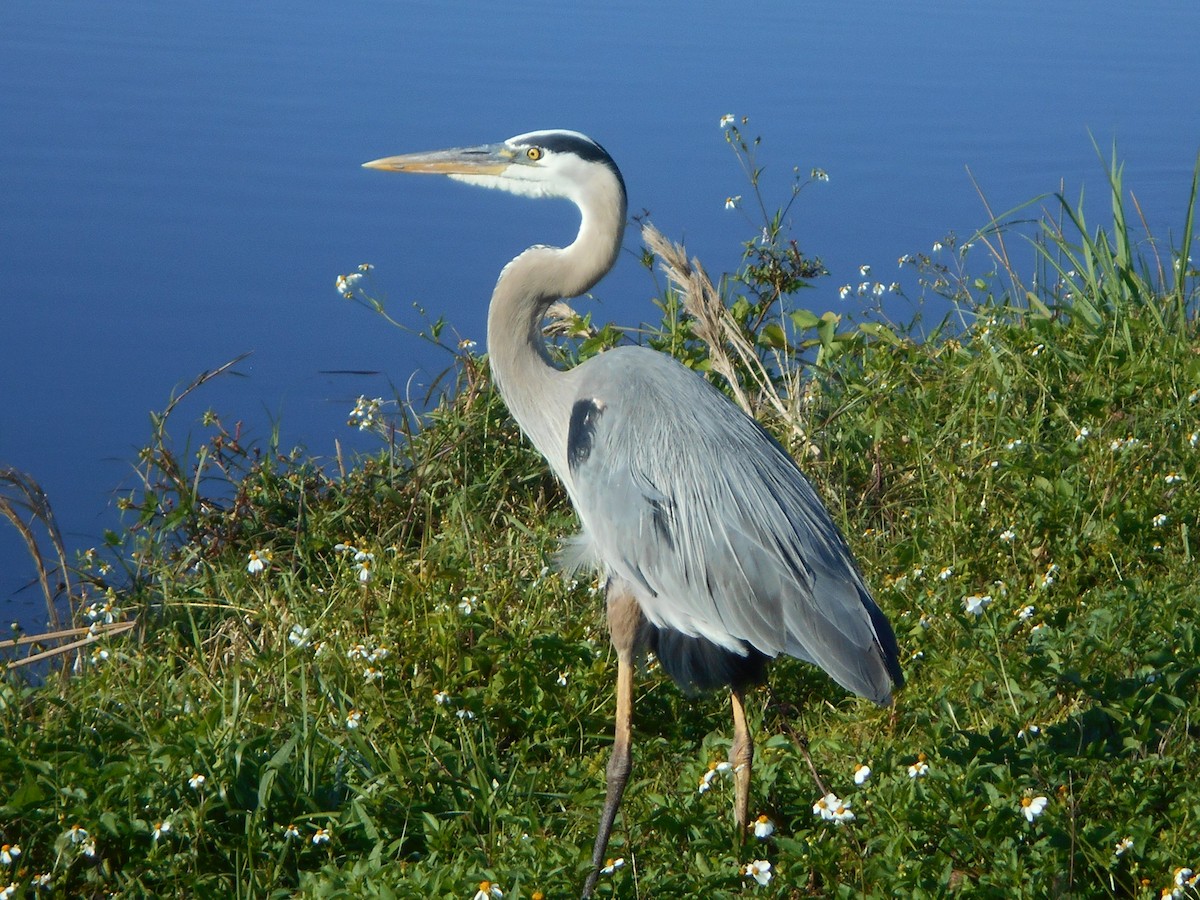 Great Blue Heron - ML148245771