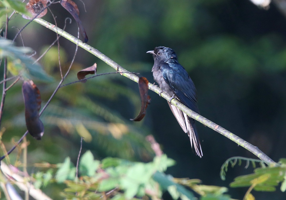 Cuclillo Drongo Colitruncado - ML148246021