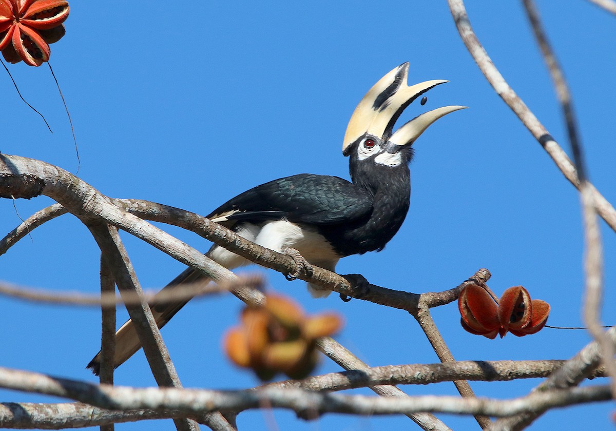 Oriental Pied-Hornbill - ML148246921