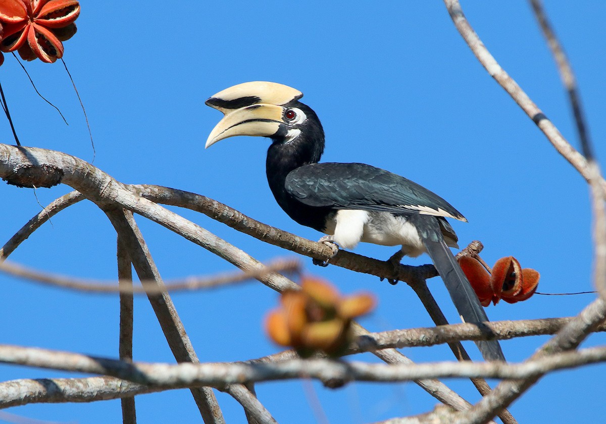 Oriental Pied-Hornbill - ML148246961