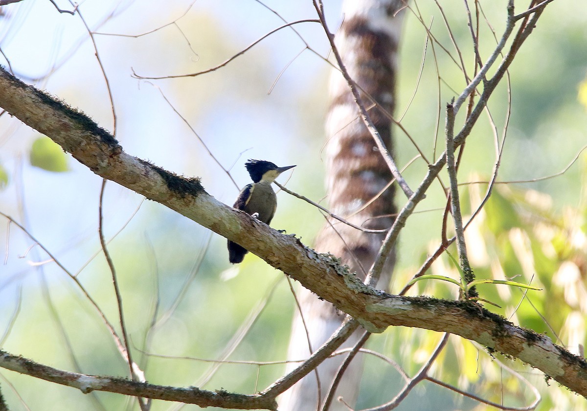 Heart-spotted Woodpecker - ML148247891