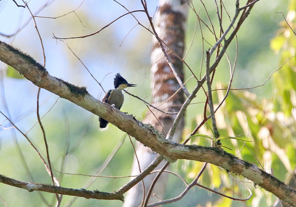 Heart-spotted Woodpecker - ML148247911