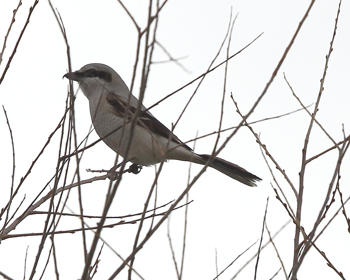 Northern Shrike - ML148247951