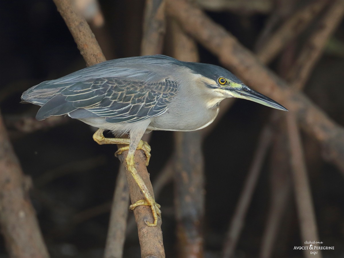 Striated Heron - ML148247961