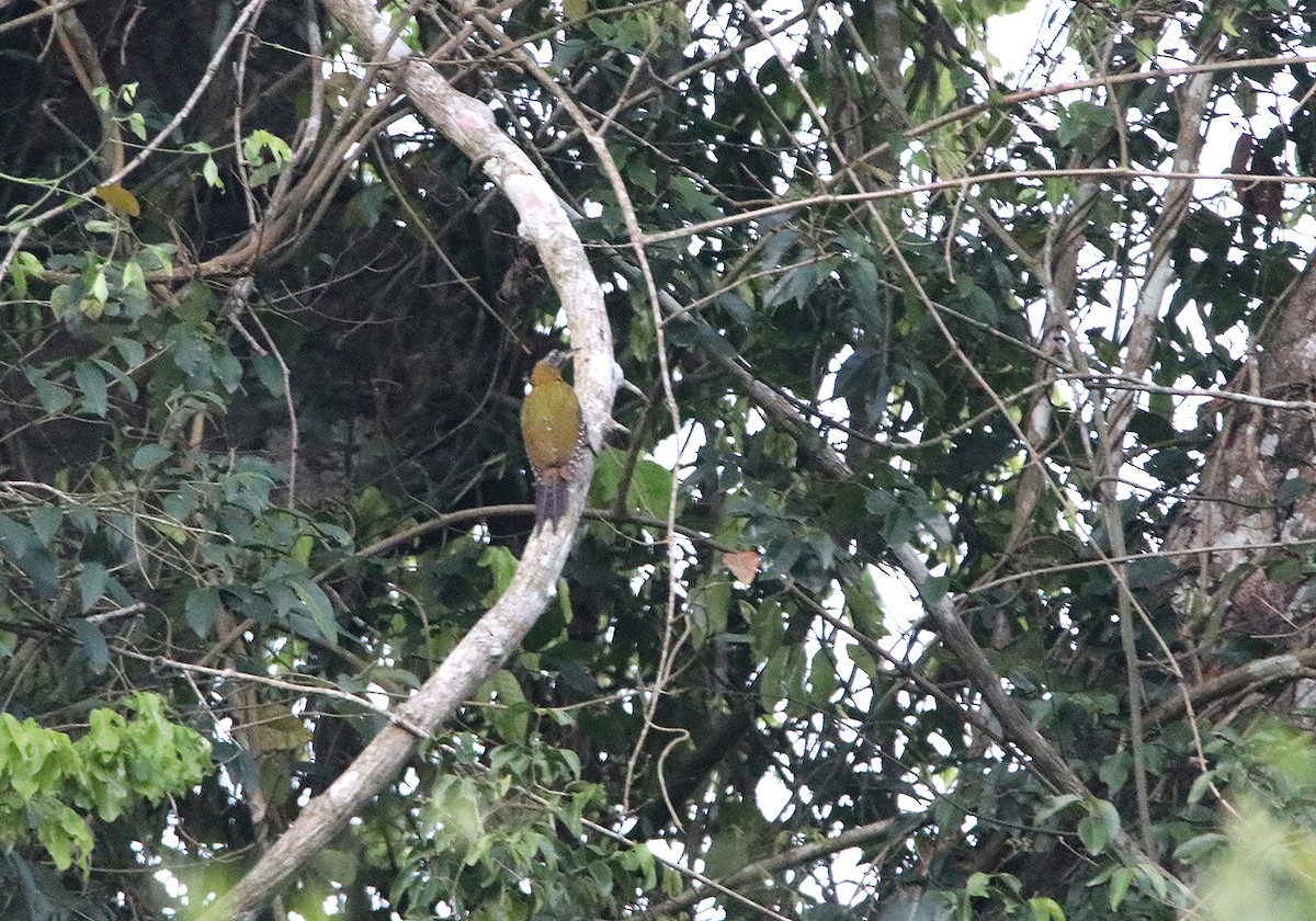 Streak-breasted Woodpecker - ML148248291