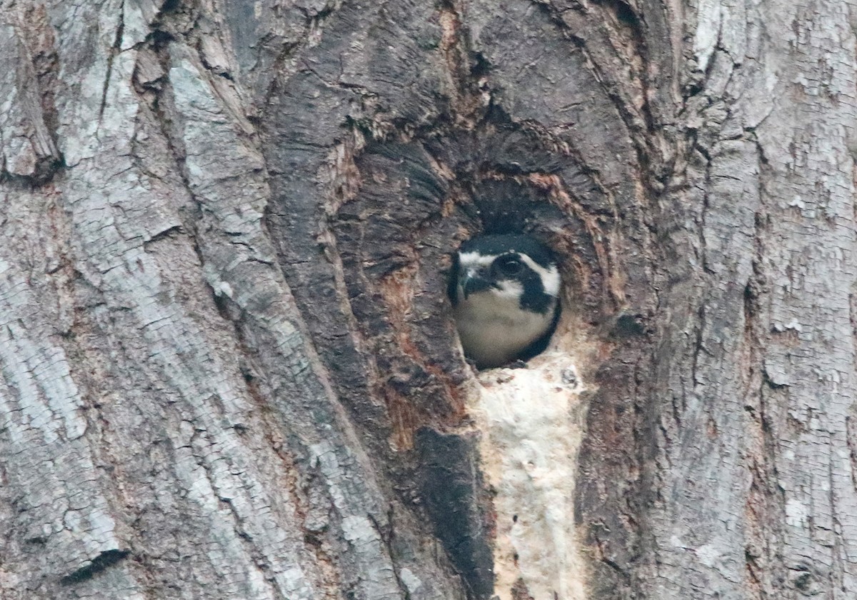 Black-thighed Falconet - ML148248481