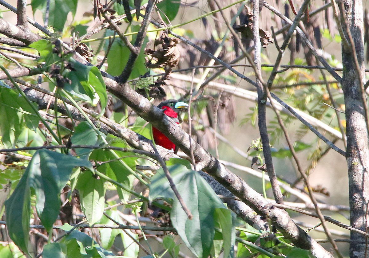 Black-and-red Broadbill - Tim Avery