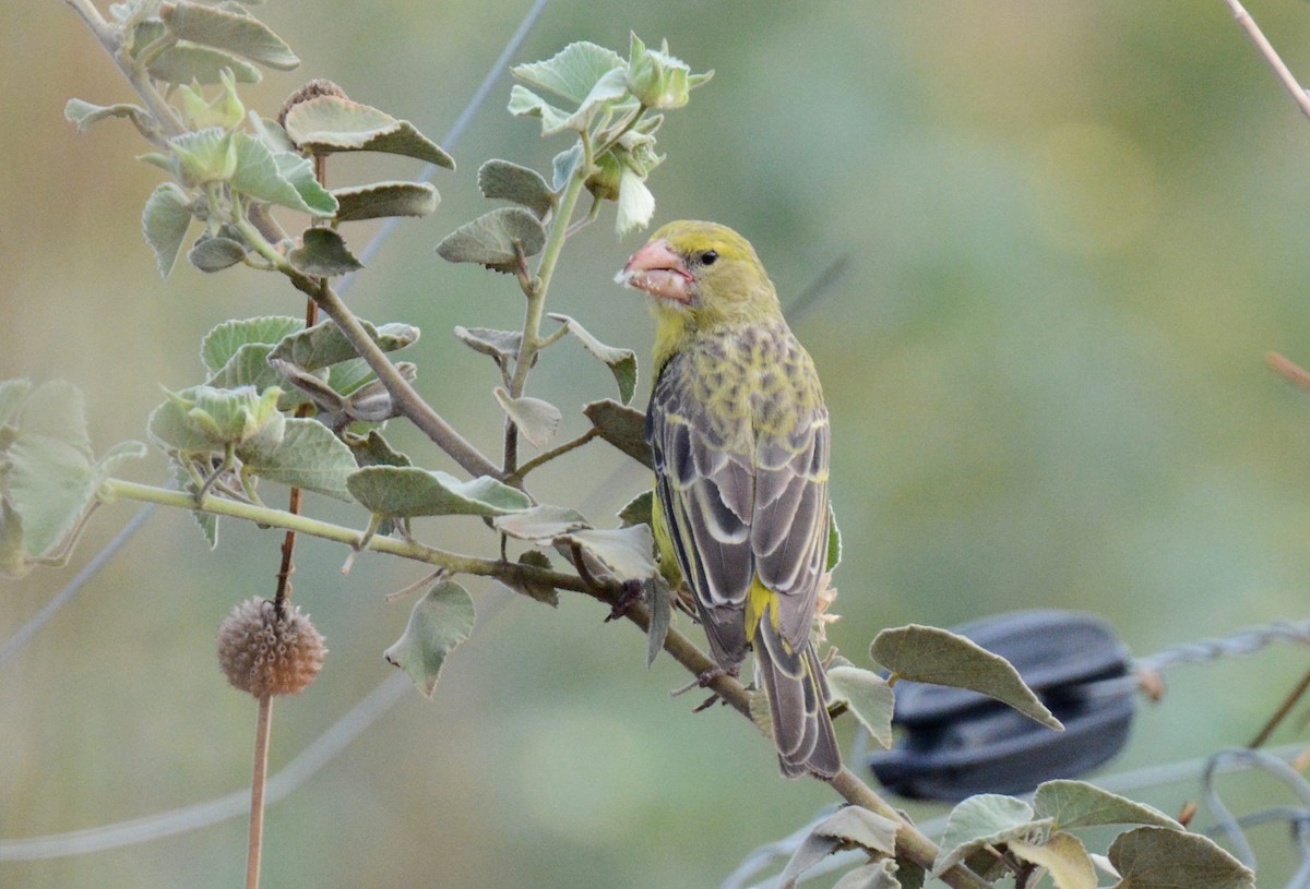 Southern Grosbeak-Canary - Kyle Kittelberger