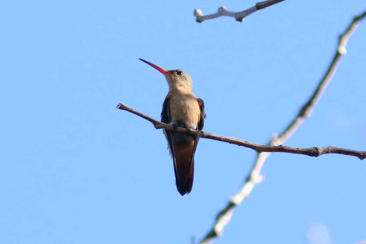 Cinnamon Hummingbird - ML148250111