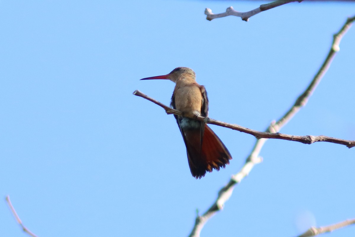 Cinnamon Hummingbird - ML148250121