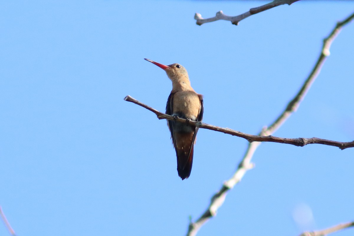 Cinnamon Hummingbird - ML148250131