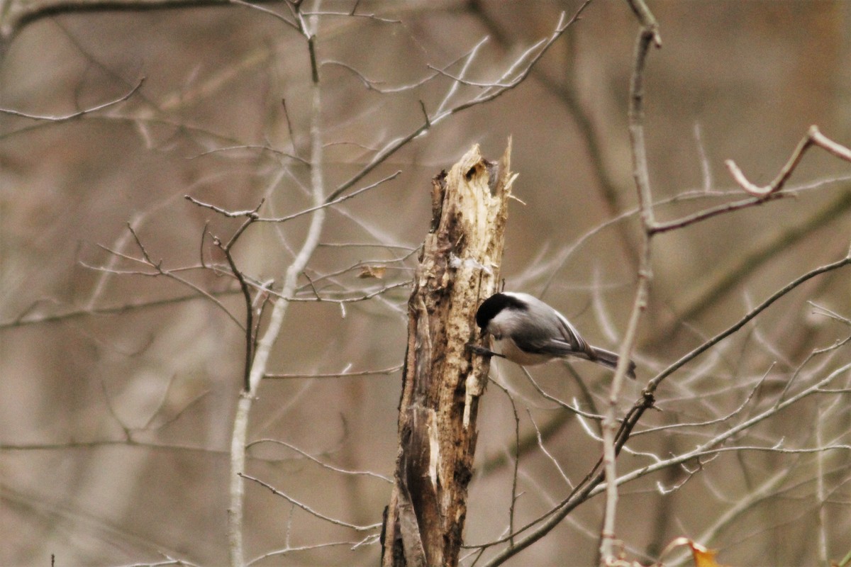 Carolina Chickadee - ML148250231