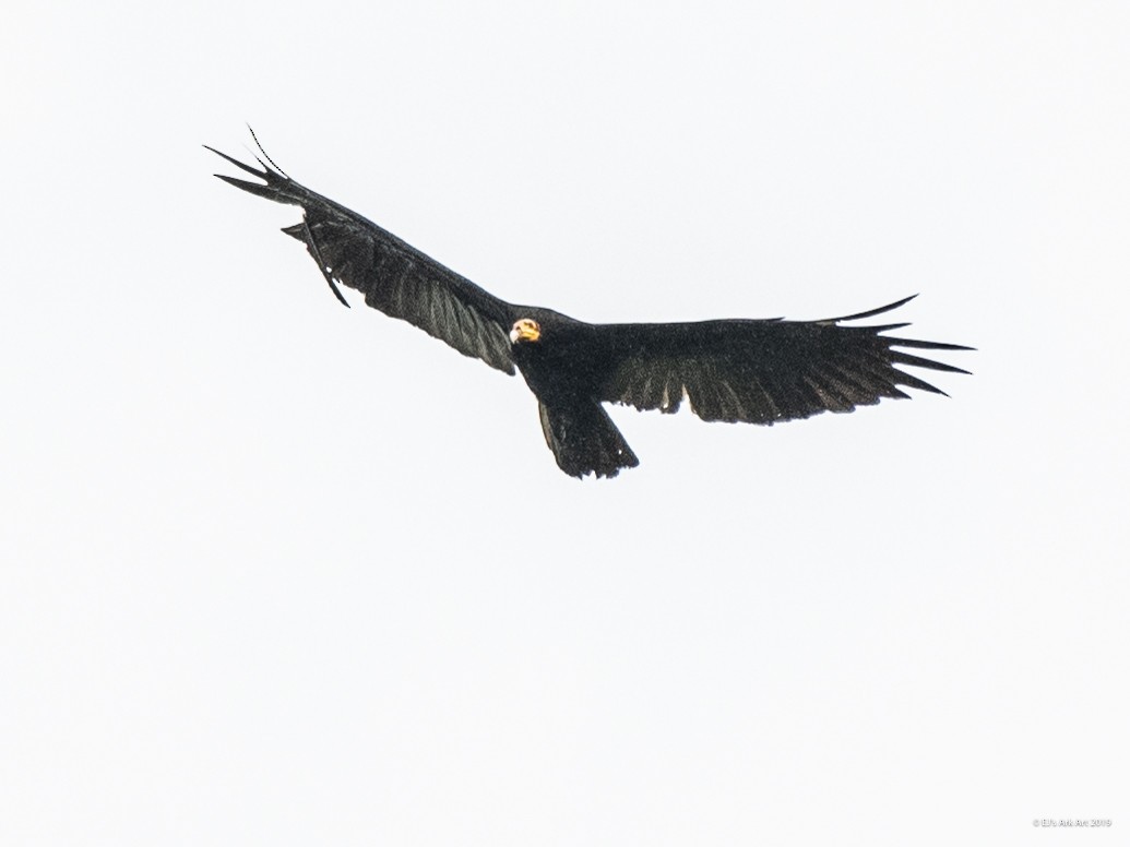 Greater Yellow-headed Vulture - ML148250281