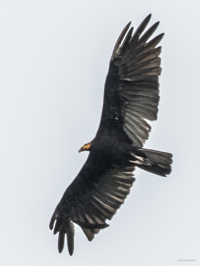 Greater Yellow-headed Vulture - ML148250291