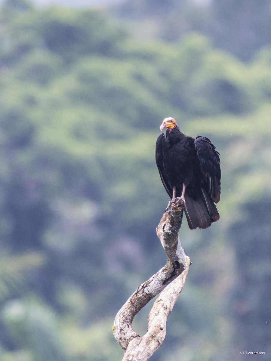 Greater Yellow-headed Vulture - ML148250341