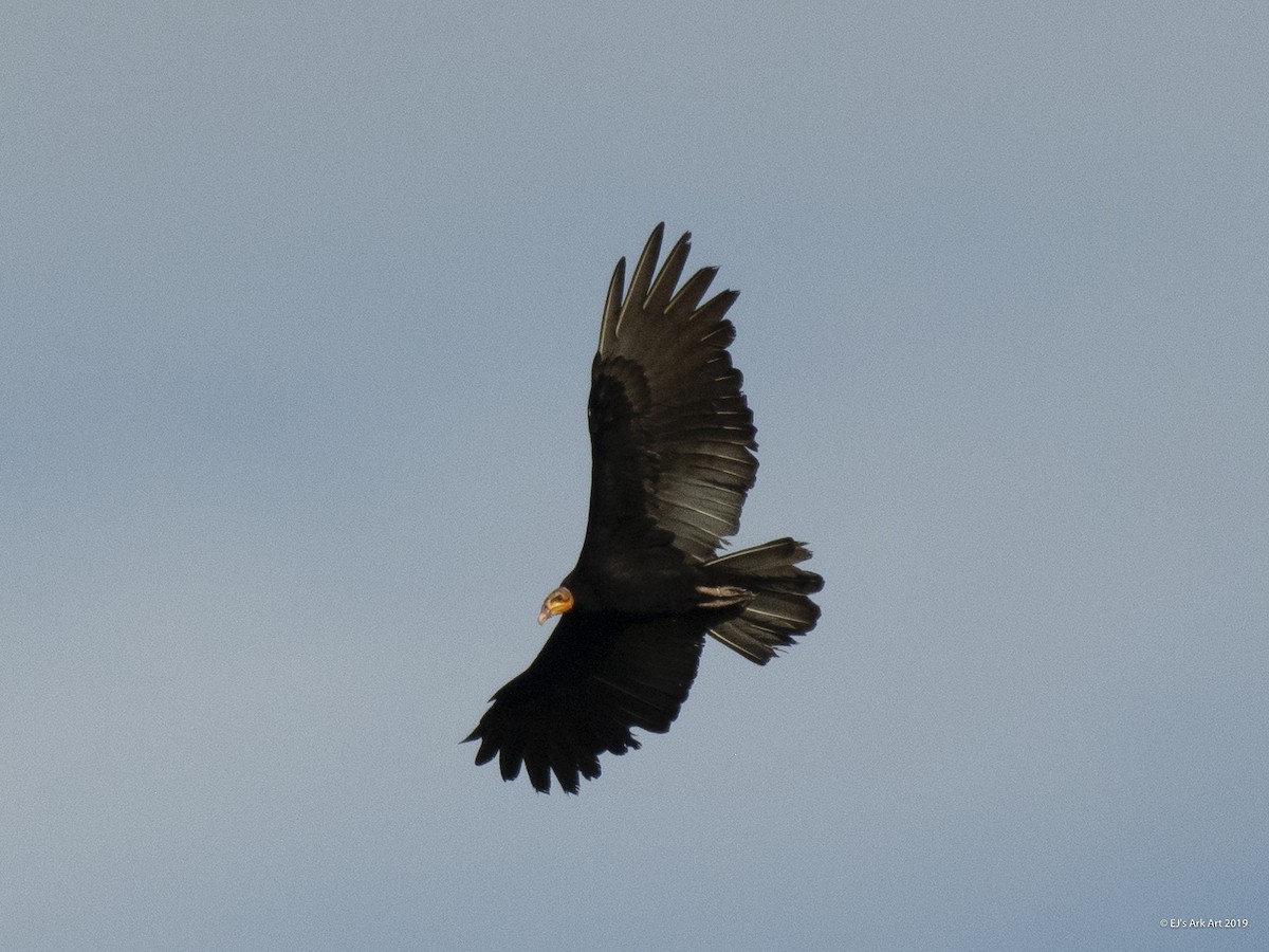 Greater Yellow-headed Vulture - ML148250361