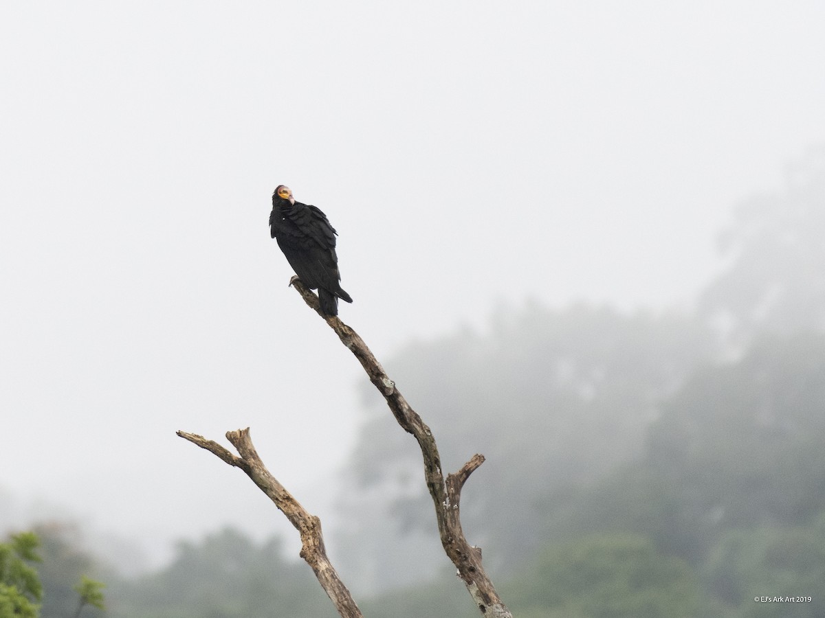 Greater Yellow-headed Vulture - ML148250401