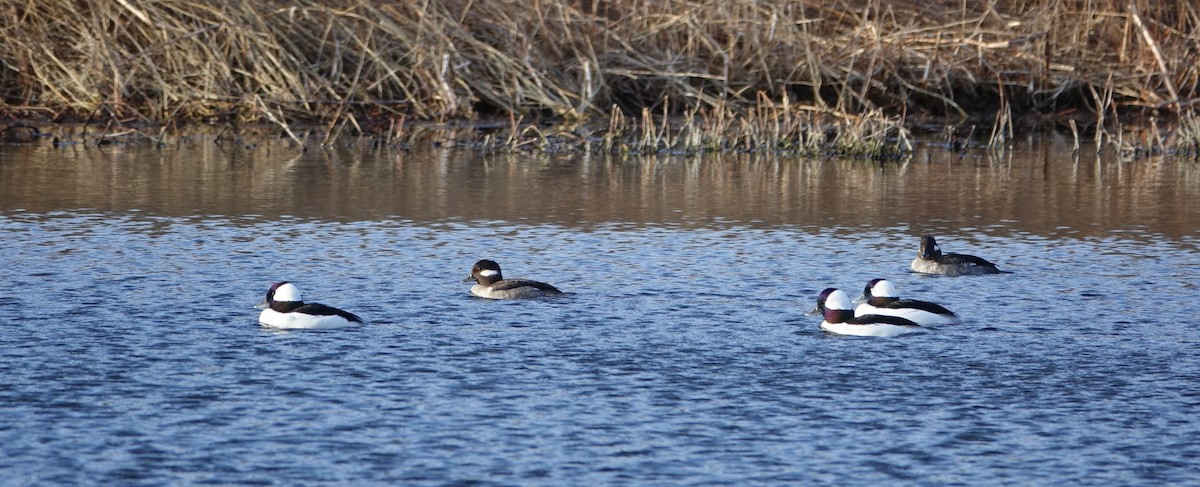 Bufflehead - ML148250511