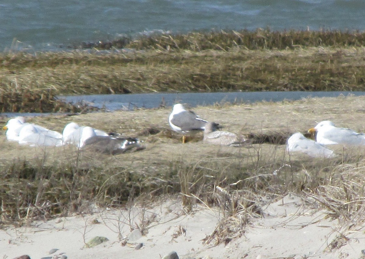 Gaviota Sombría - ML148250971